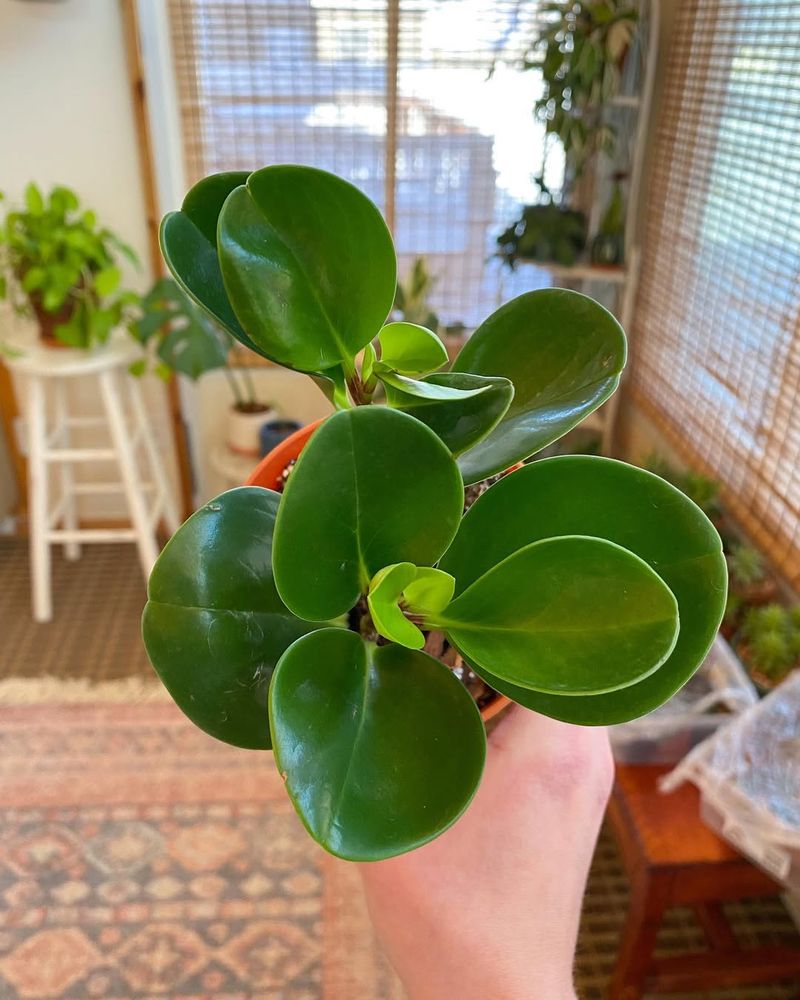Peperomia (Peperomia obtusifolia)