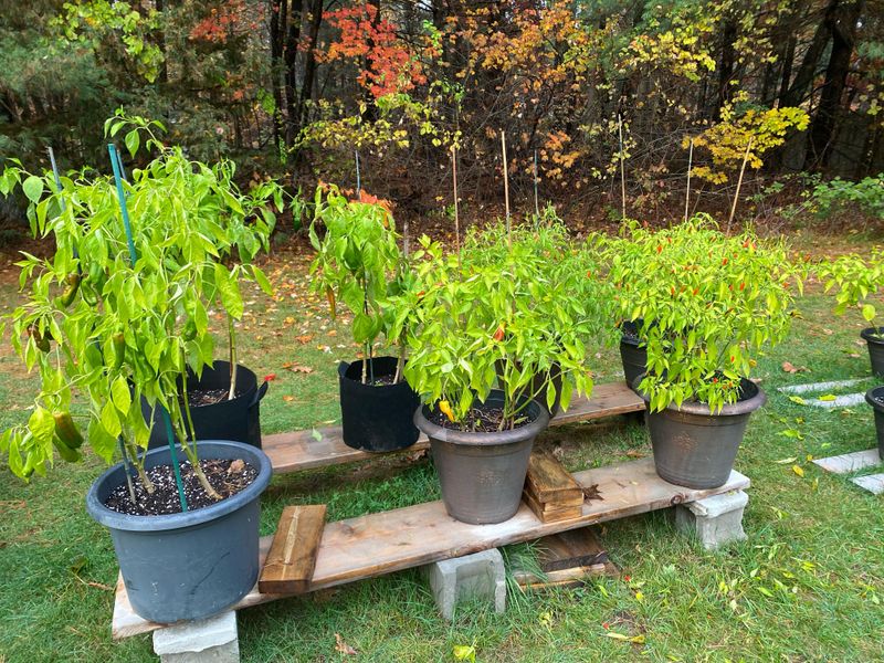 Pepper Beds