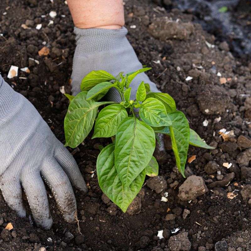 Pepper Plant