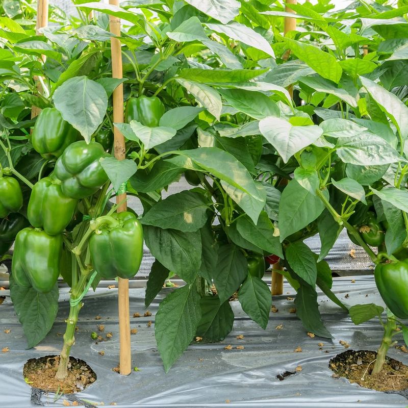 Pepper Plants Can Suffer From Overfeeding Before Summer Pepper Plants Can Suffer From Overfeeding Before Summer