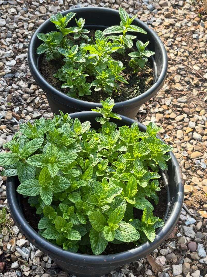 Peppermint Peppermint