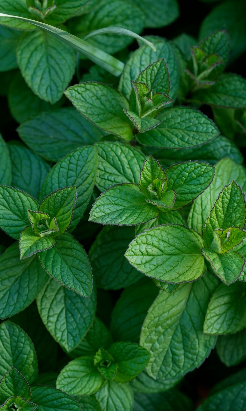 Peppermint