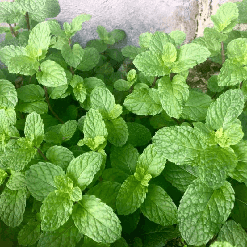 Peppermint Adds Fresh Scent With Plenty Of Energy Peppermint Adds Fresh Scent With Plenty Of Energy