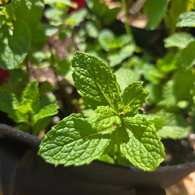 Peppermint Benefits From Afternoon Shade During Extreme Heat