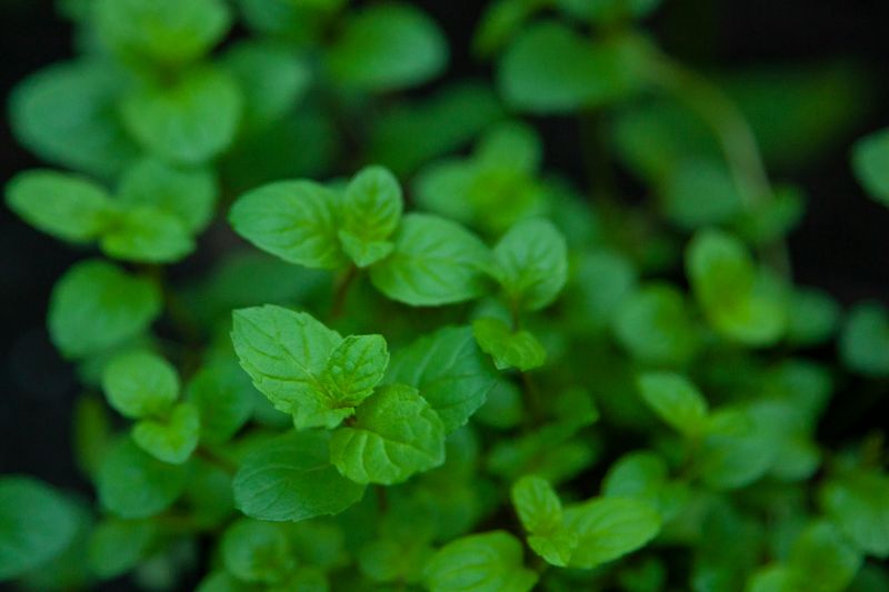 Peppermint Is Cool, Fresh, And Absolutely Unbearable For Mosquitoes
