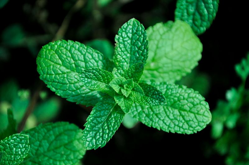 Peppermint