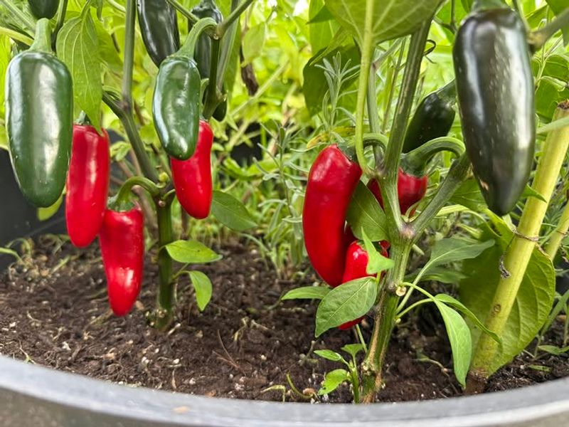 Peppers Peppers