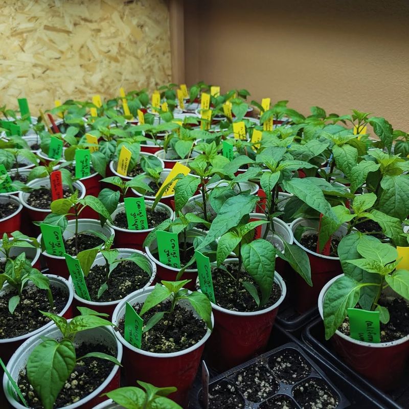 Peppers