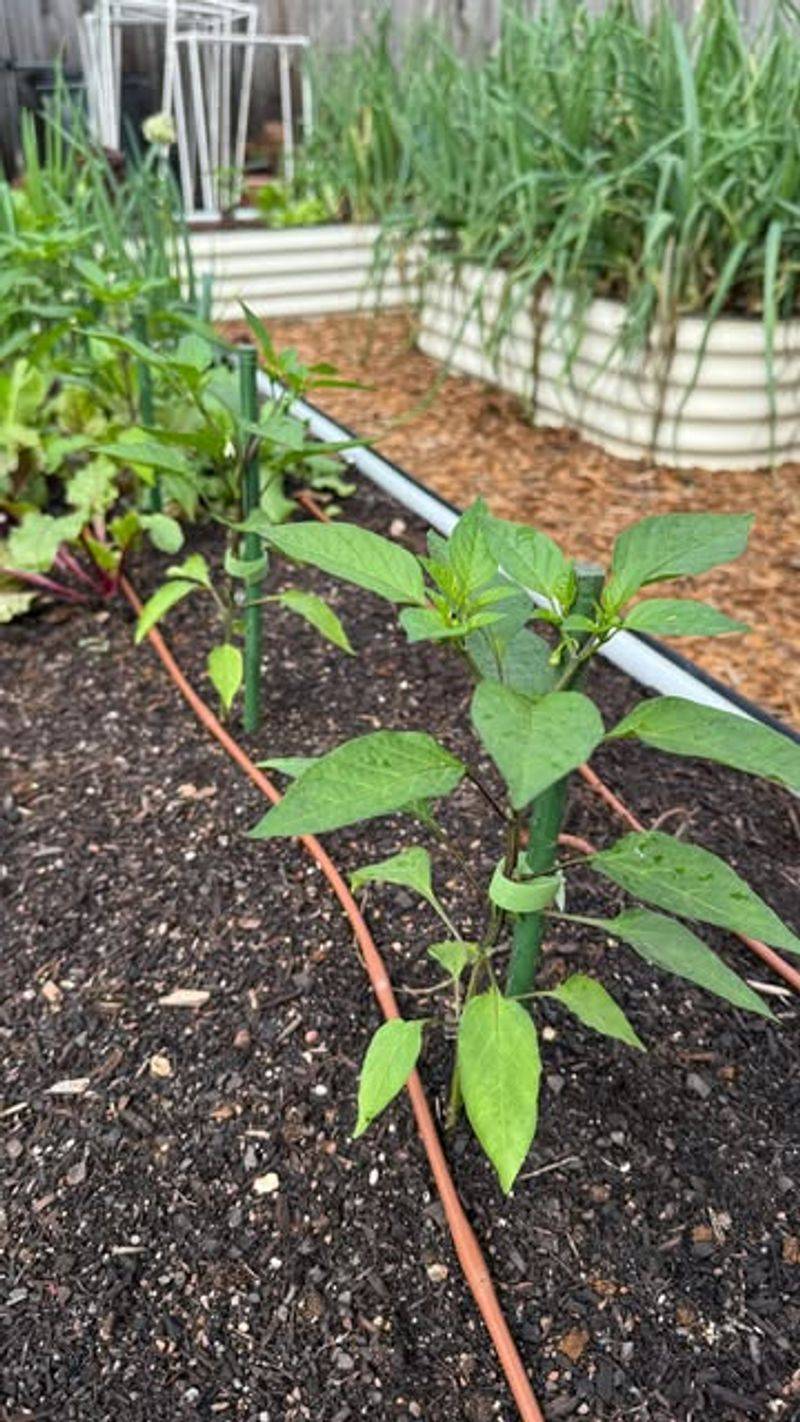 Peppers