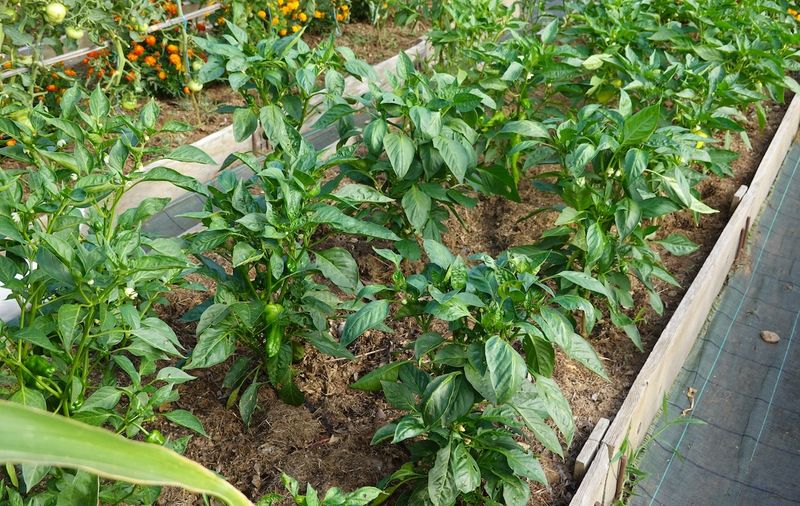 Peppers And Onions Sharing Tight Garden Space