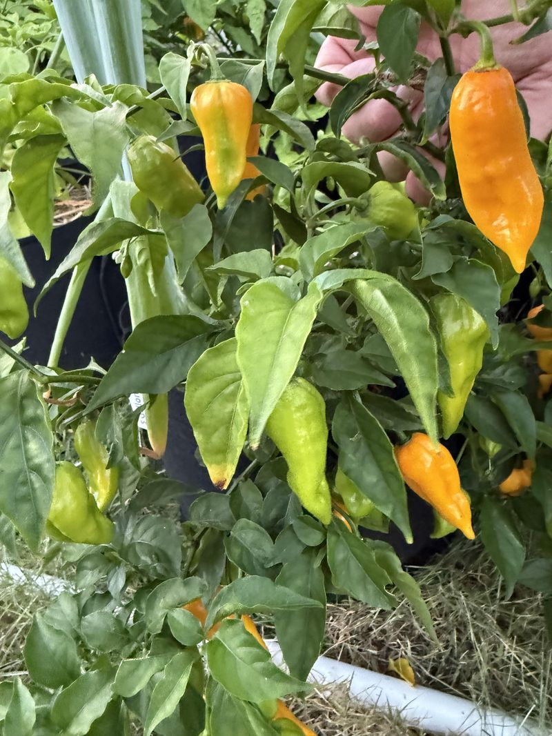 Peppers Benefit From Afternoon Shade During Heat Waves