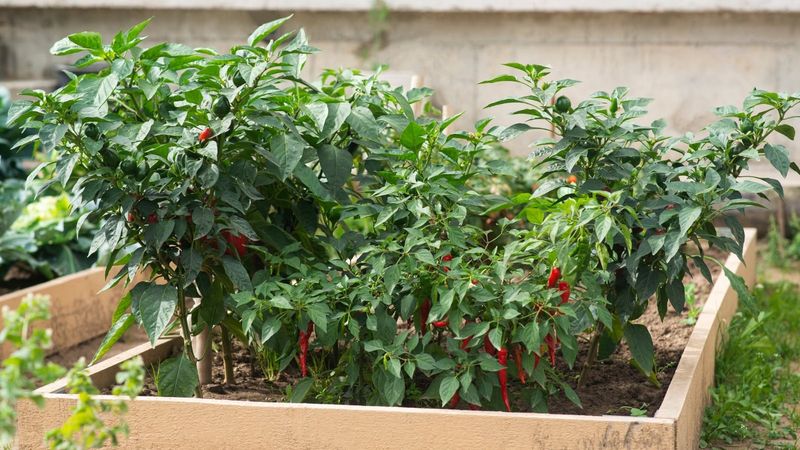 Peppers Bring Big Value In Small Gardens