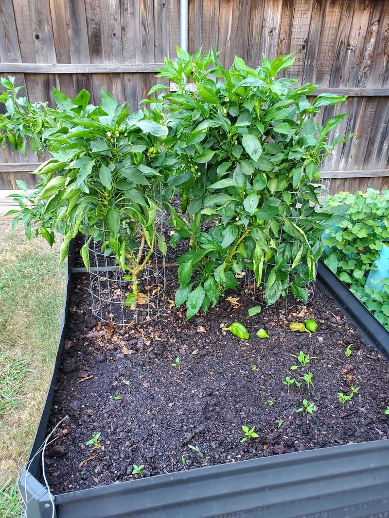 Peppers Can Keep Going With Good Drainage