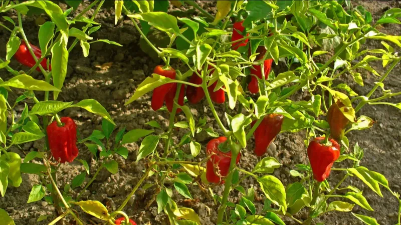 Peppers (Capsicum annuum) Benefit From Warm Nights Peppers (Capsicum annuum) Benefit From Warm Nights
