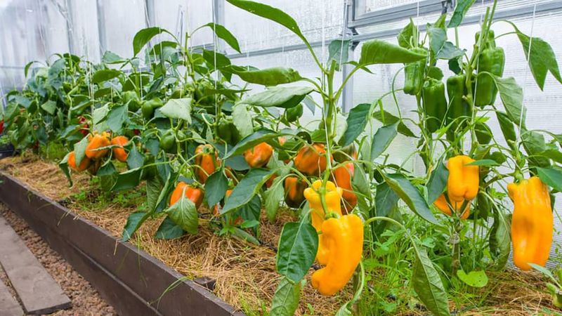Peppers (Capsicum annuum)