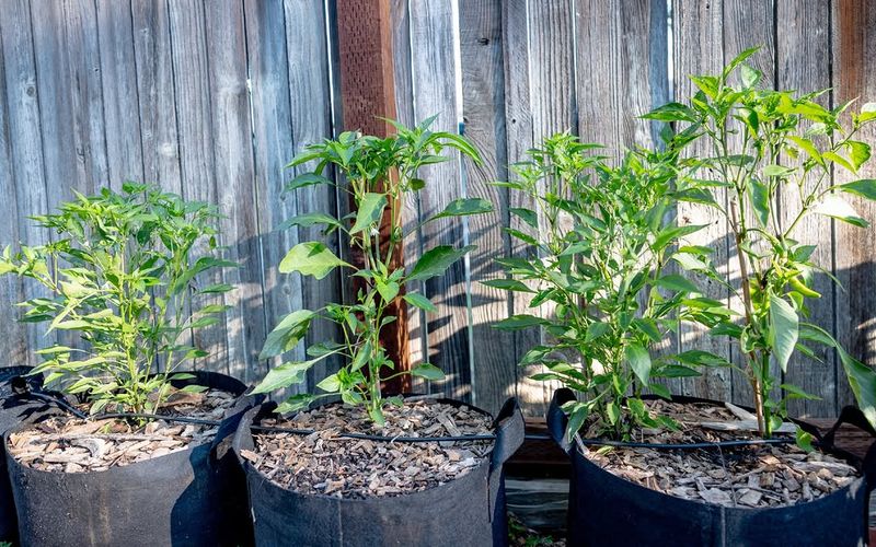 Peppers Continue Setting Fruit In Medium Sized Containers Peppers Continue Setting Fruit In Medium Sized Containers