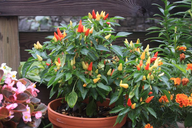 Peppers Establish Early And Keep Producing In Heat