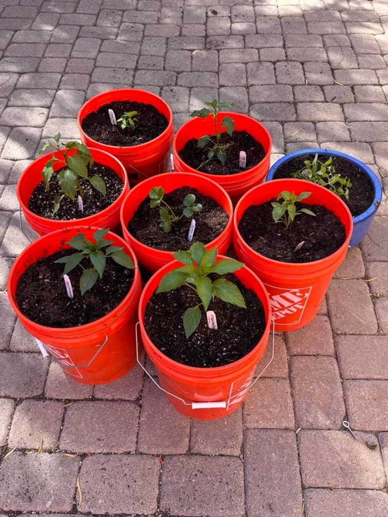 Peppers Fit Perfectly In Sunny Patio Buckets
