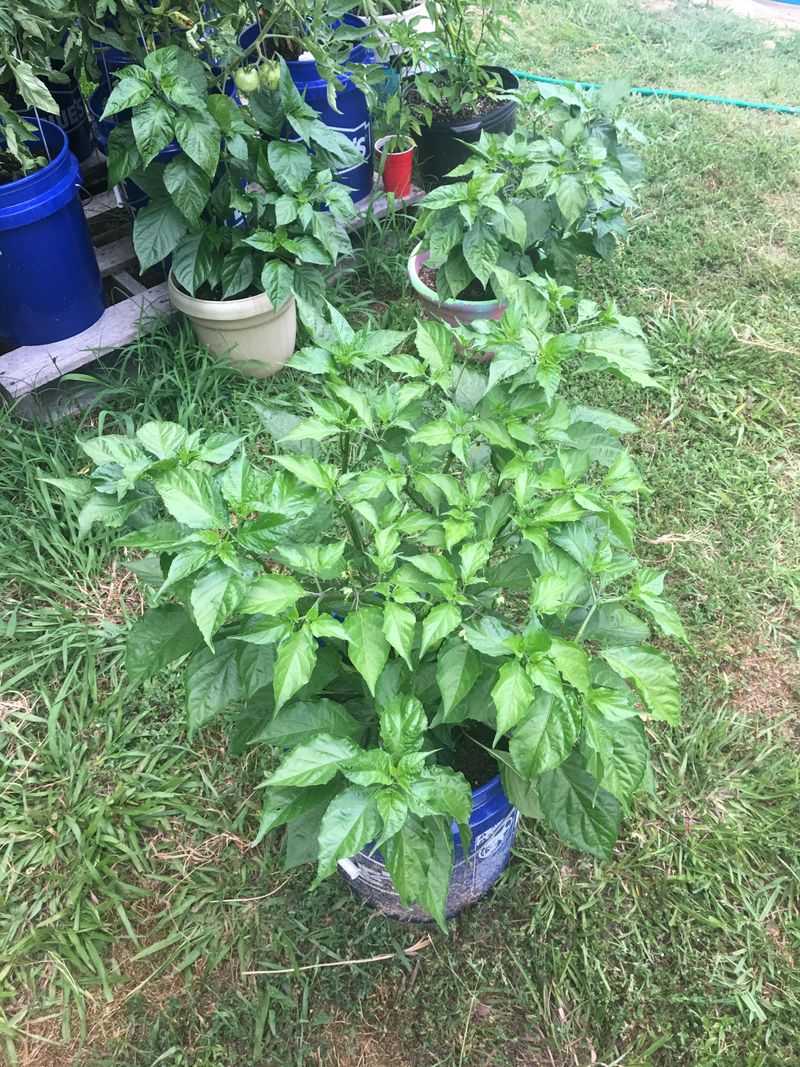 Peppers Handle Hot Patios Better Than Many Crops
