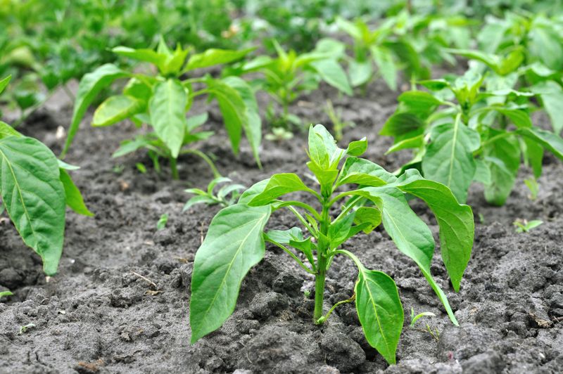 Peppers Set Up Well For Summer Heat