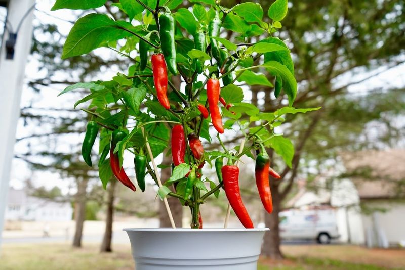 Peppers Stay Productive In Sunny Containers