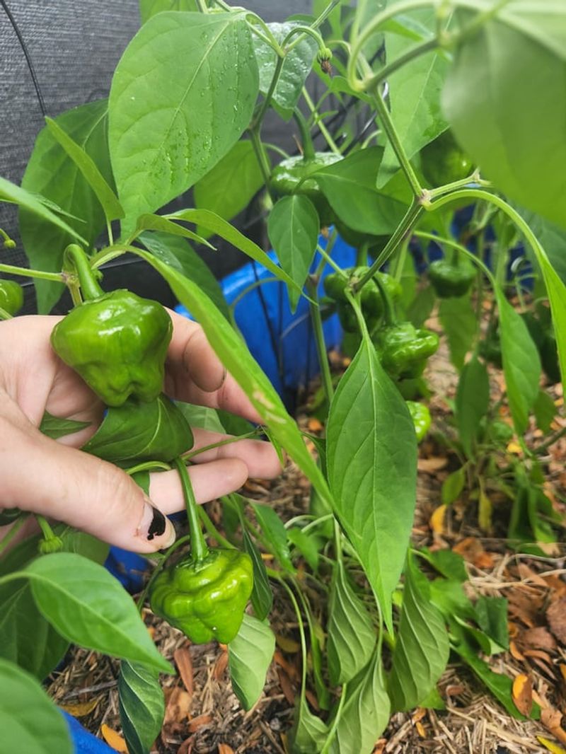 Peppers Sulk When Roots Stay Cold