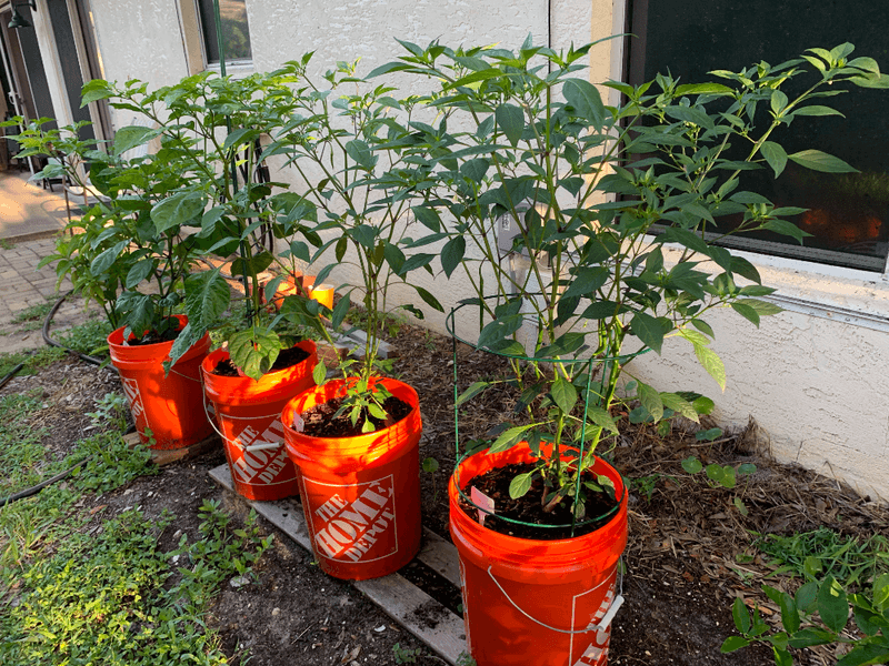 Peppers Thrive In Warm Sunny Containers Peppers Thrive In Warm Sunny Containers