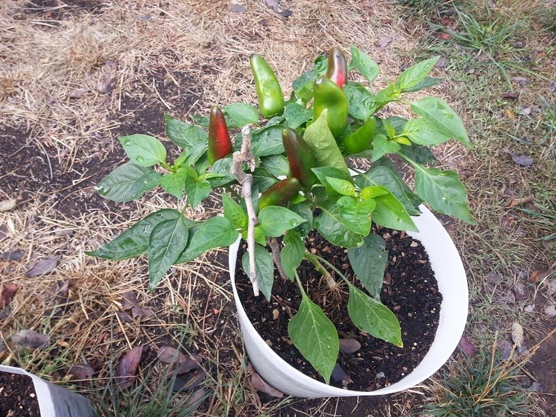 Peppers Thrive In Warm Weather And Fit Easily In Containers