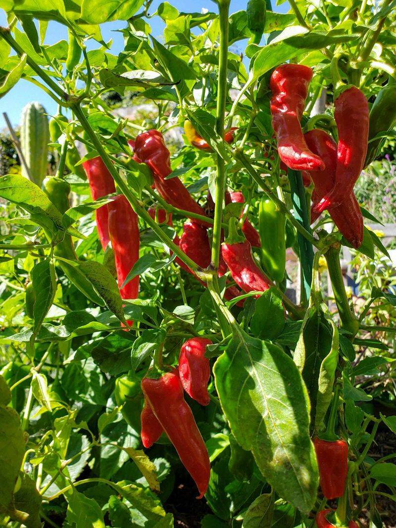 Peppers Want Warm, Bright Days