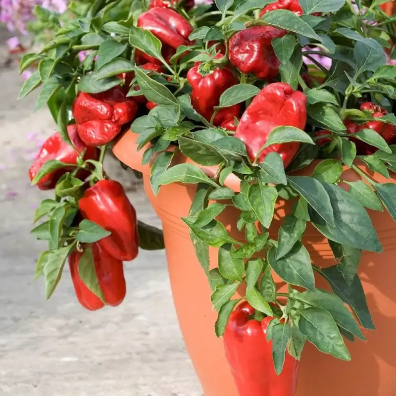Peppers