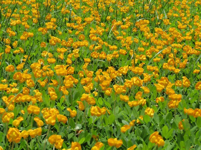 Perennial Peanut Covers Sunny Bare Spots