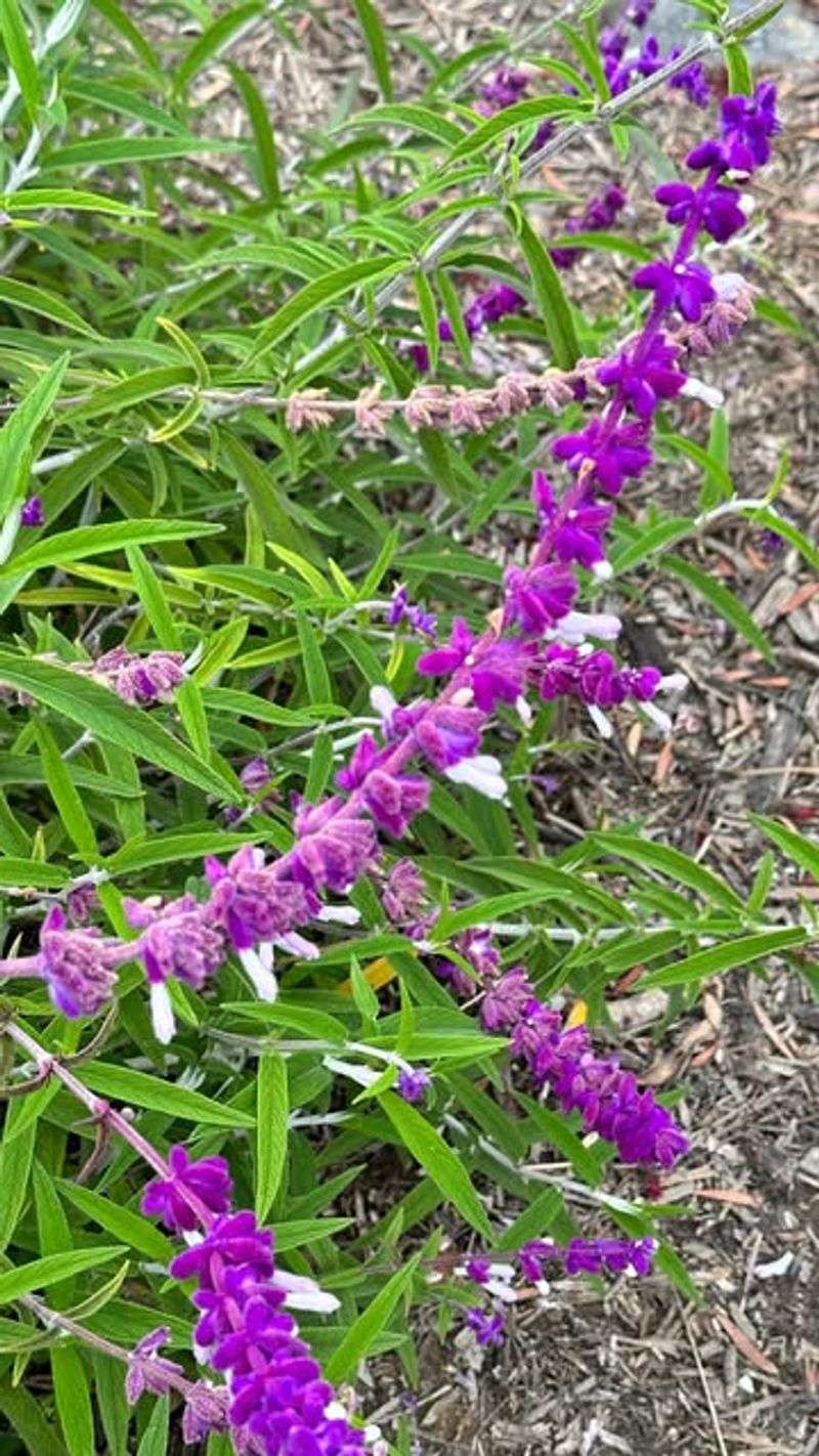 Perennial Salvia