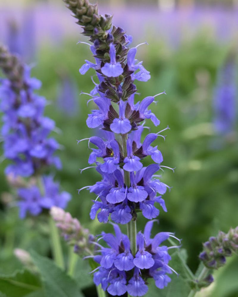 Perennial Salvia Benefits From Faded Spike Removal