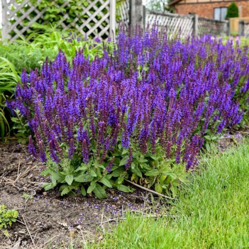 Perennial Salvia Sends Up Colorful Flower Spikes Perennial Salvia Sends Up Colorful Flower Spikes