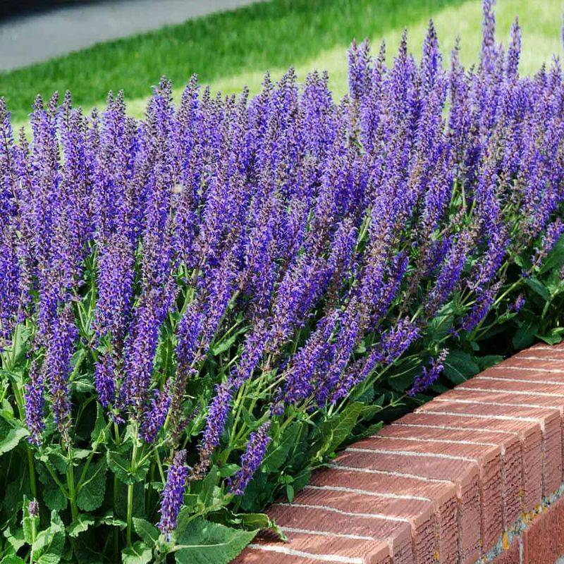 Perennial Salvia Perennial Salvia