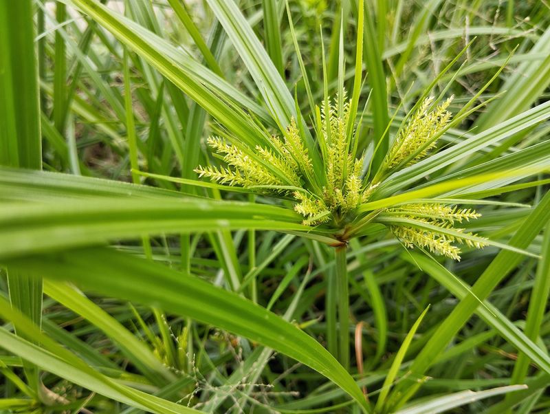 Perennial Weeds Are Even Harder To Ignore