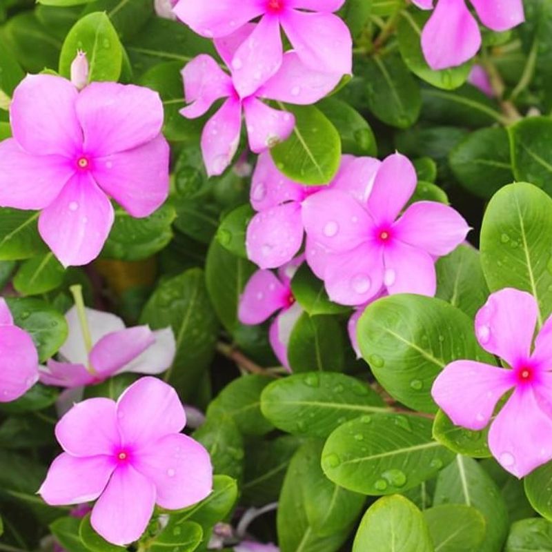 Periwinkle Creates Thick Growth That Is Hard To Control Periwinkle Creates Thick Growth That Is Hard To Control