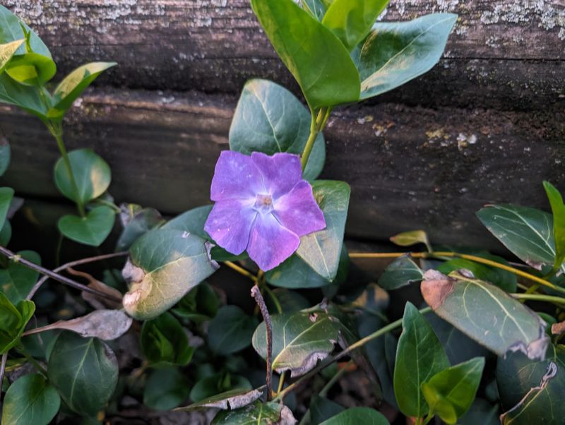 Periwinkle Creeps Through Shady Beds Periwinkle Creeps Through Shady Beds