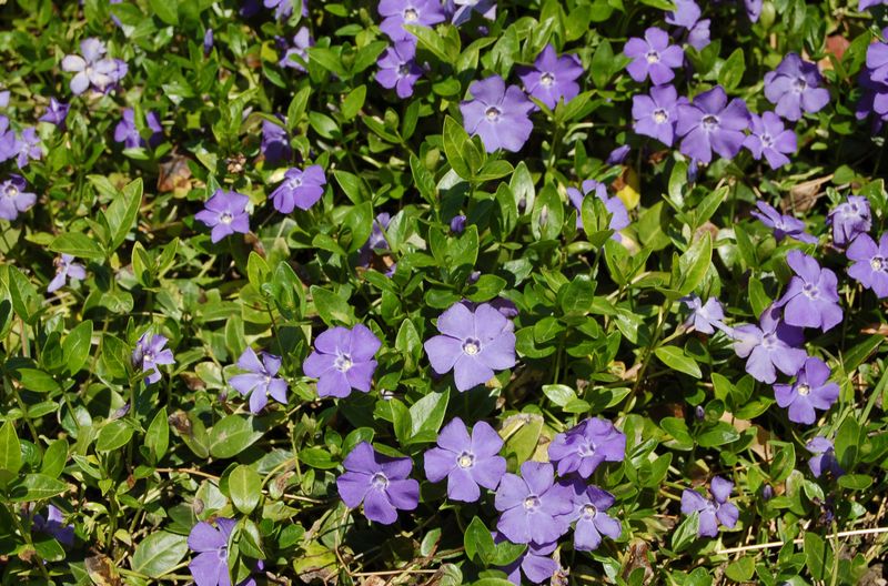 Periwinkle / Vinca Minor Periwinkle / Vinca Minor