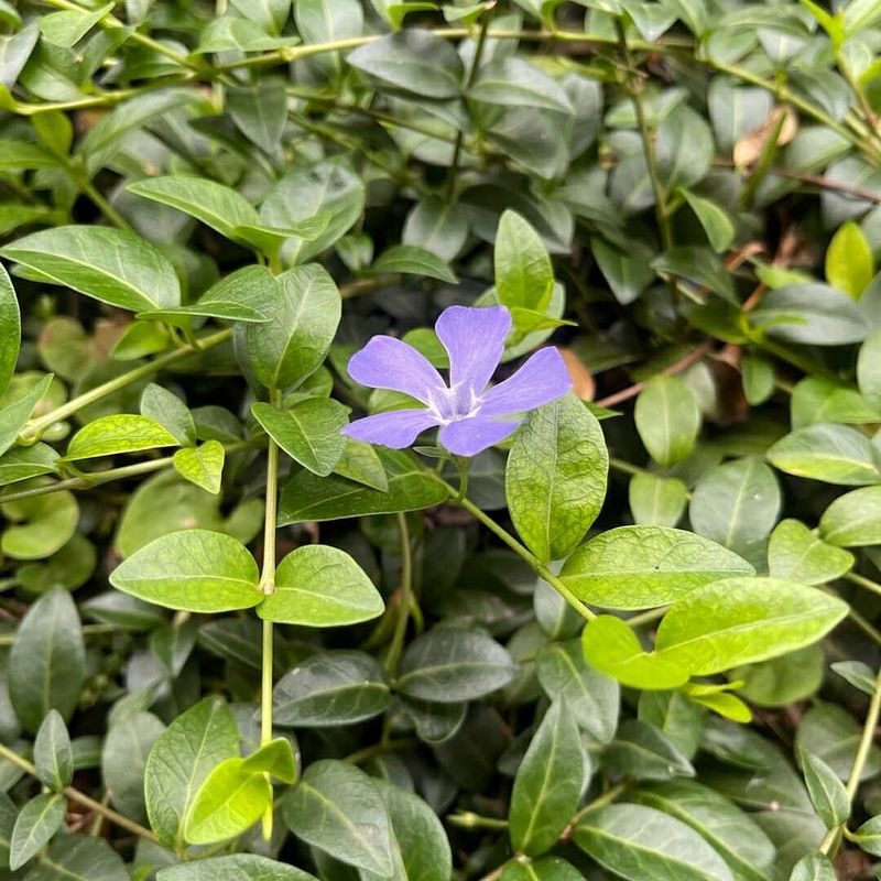 Periwinkle / Vinca Periwinkle / Vinca