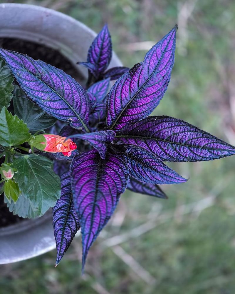 Persian Shield Adds Metallic Color Without A Big Price Tag