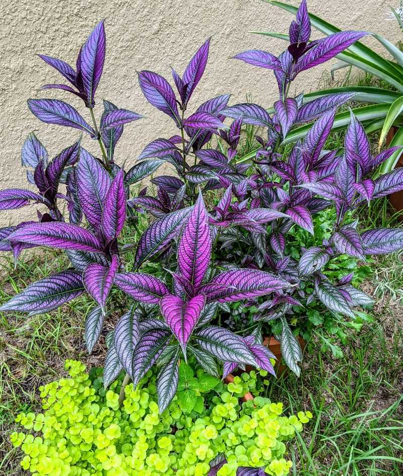 Persian Shield Brings Bold Foliage Persian Shield Brings Bold Foliage