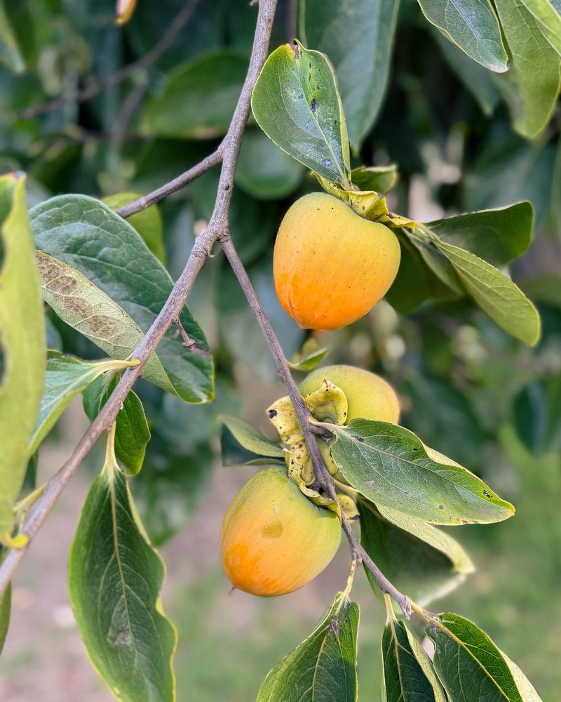 Persimmon Trees