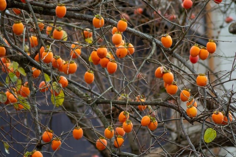 Persimmon Trees Persimmon Trees