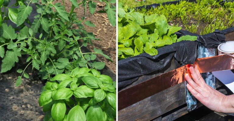 Pest Control Tricks That Drive Away Garden Enemies Without Harming Your Allies In Michigan