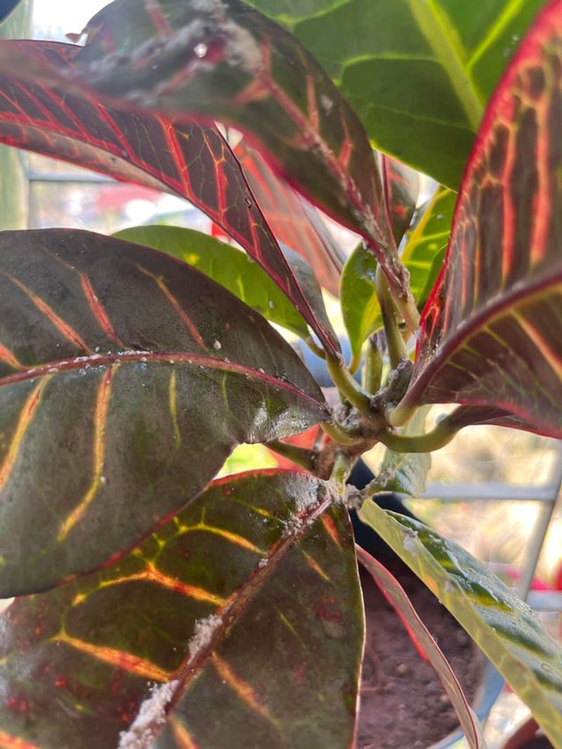 Pests And Fungal Issues Can Occasionally Show Up
