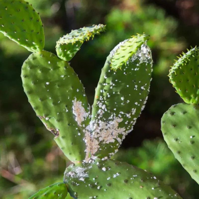 Pests Can Cause Spots And Weak Growth Pests Can Cause Spots And Weak Growth