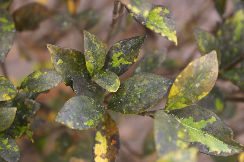 Pests Can Interfere With Blooming Pests Can Interfere With Blooming