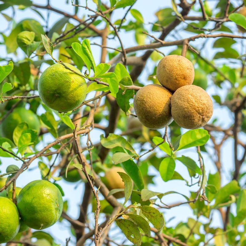 Pests Can Weaken Productive Trees
