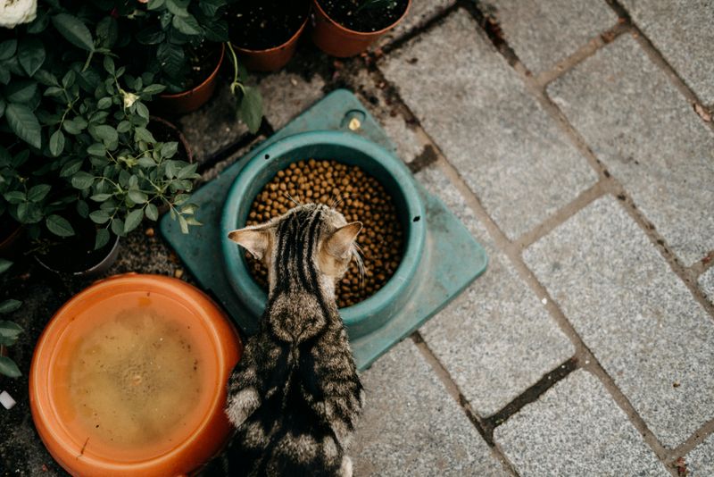 Pet Food Disappearing Overnight